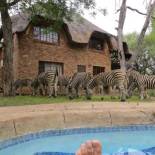 Фотография гостевого дома Rafiki's Resthouse Kruger Retreat