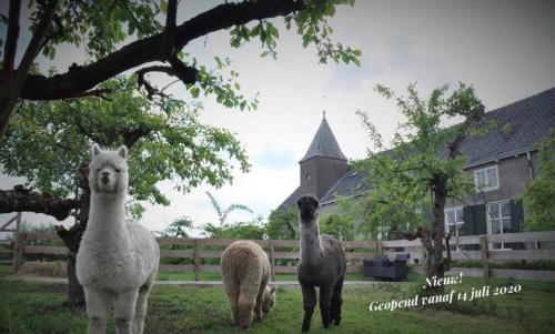 Фотография мини отеля Bed & Brood De Vogelpoel