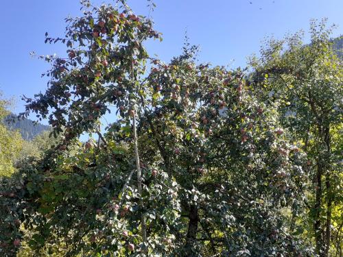 Фотография гостевого дома BEGHELI