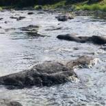 Фотография гостевого дома La Louisiane