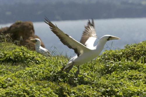 Фотографии гостевого дома 
            Pitcairn House