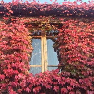 Фотография гостевого дома Green House