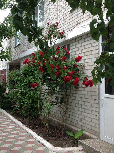 Фотография пансионата Камелия