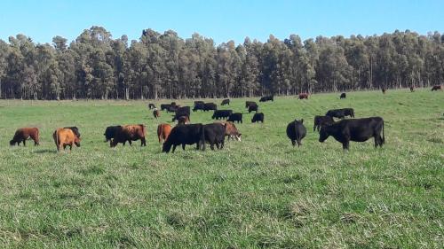 Фотография гостиницы Estancia Renacimiento