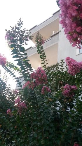 Фотография гостевого дома Family Hotel May