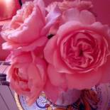 Фотография мини отеля B&b La Camelia