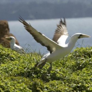 Фотография гостевого дома Pitcairn House