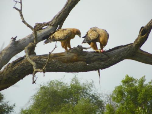 Фотография гостевого дома Inqwaba