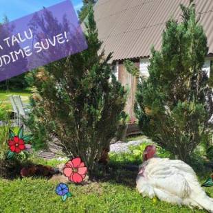 Фотографии гостевого дома 
            Sepa Talu