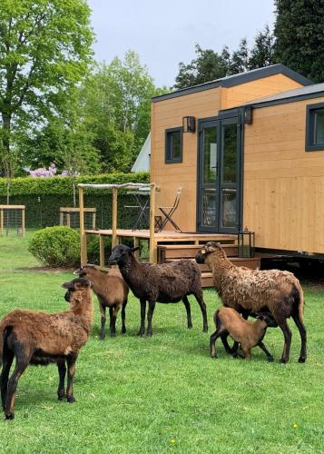 Фотографии гостевого дома 
            Joly Tiny House