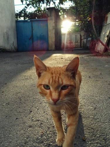 Фотографии гостевого дома
Guesthouse Levani