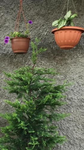 Фотография гостевого дома Guest House “Ekvana”