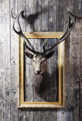 Фотография гостиницы Landhotel Hirsch