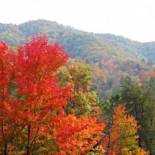 Фотография гостевого дома Treetops
