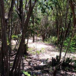 Фотографии кемпинга 
            Tulum Nueve