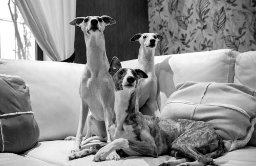 Фотографии гостевого дома
Whippet House