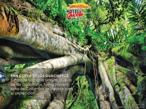 Фотография гостиницы Hotel Chicala