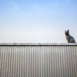 Фотография гостевого дома Cat on a Hot Tin Roof