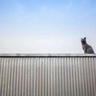 Фотографии гостевого дома 
            Cat on a Hot Tin Roof