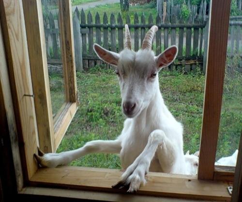 Фотографии гостевого дома
Дом для гостей в лесу