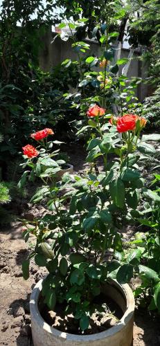 Фотография гостевого дома Звёздный