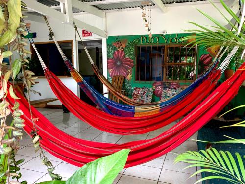 Фотография хостела Pura Vida Hostel