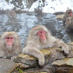 Фотографии хостела
NOZARU ONSEN HOSTEL