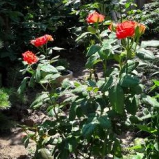 Фотография гостевого дома Звёздный