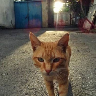 Фотография гостевого дома Guesthouse Levani