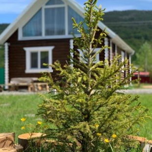 Фотография Коттеджа Lякабанья Хамышки