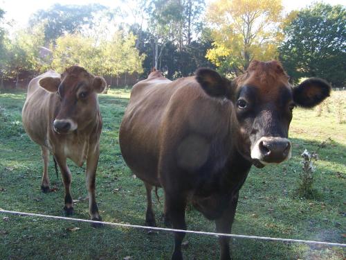 Фотография базы отдыха Drumreagh Cabins