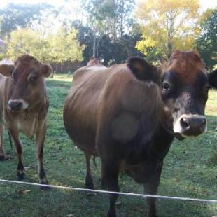 Фотографии базы отдыха 
            Drumreagh Cabins
