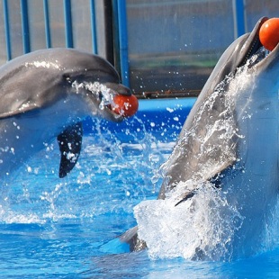 Фотография достопримечательности Дельфинарий в Артбухте
