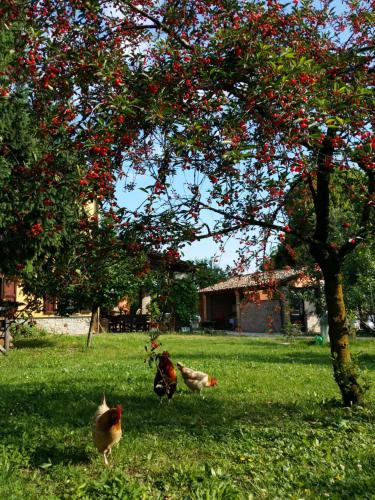 Фотография мини отеля R&B Albero Cavo Parma