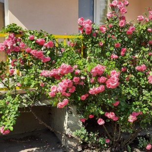 Фотография квартиры Апартаменты Квартира с двумя спальнями в центре