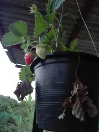 Фотография мини отеля บ้านสวนปวิชญา เกษตรอินทรี