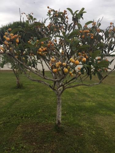 Фотография мини отеля B & B Florence et Francis