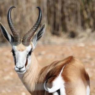 Фотографии базы отдыха 
            Grysbok Self Catering Accommodation