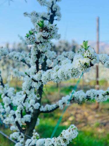 Фотографии гостевого дома
L'Bloom Country House