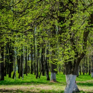 Фотография достопримечательности Парк Воровского