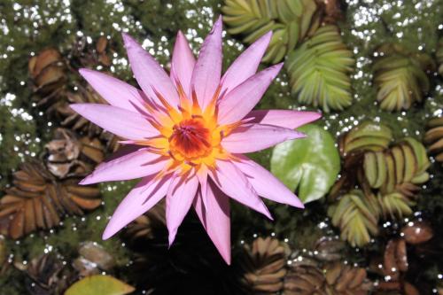 Фотография гостевого дома El Solar de Belén