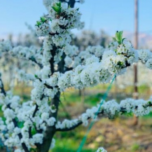 Фотография гостевого дома L'Bloom Country House