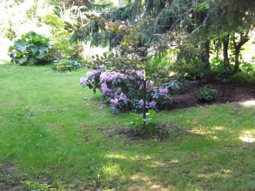 Фотография гостевого дома Varázsfa Vendégház