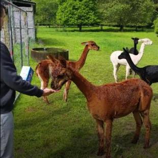 Фотография мини отеля Golden Caves Bed and Breakfast