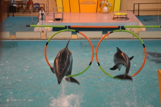 Фотографии достопримечательности 
            Геленджикский дельфинарий