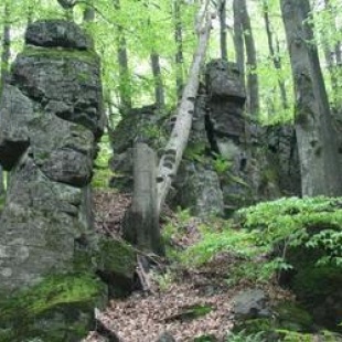 Фотография достопримечательности Дендропарк Лаудона