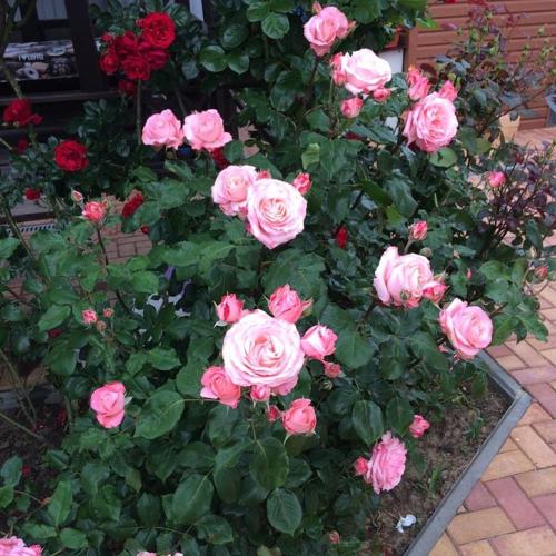 Фотографии гостевого дома
Гостивые домики