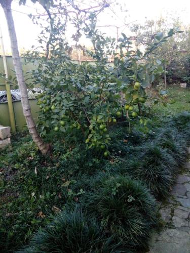 Фотография гостевого дома Guest house Andre