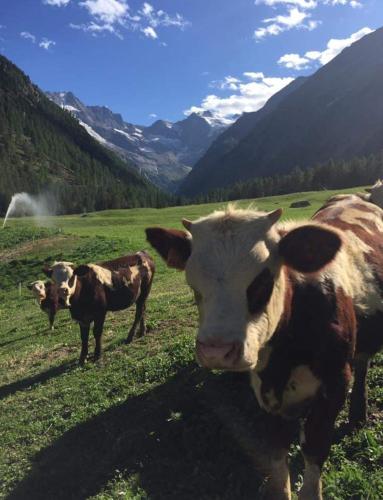 Фотография базы отдыха La Ferme du Grand Paradis