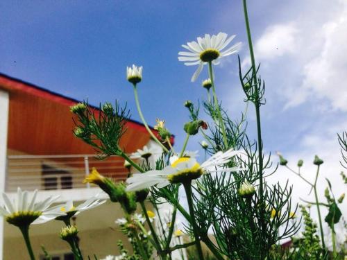 Фотография мини отеля Kazbegi Chalet